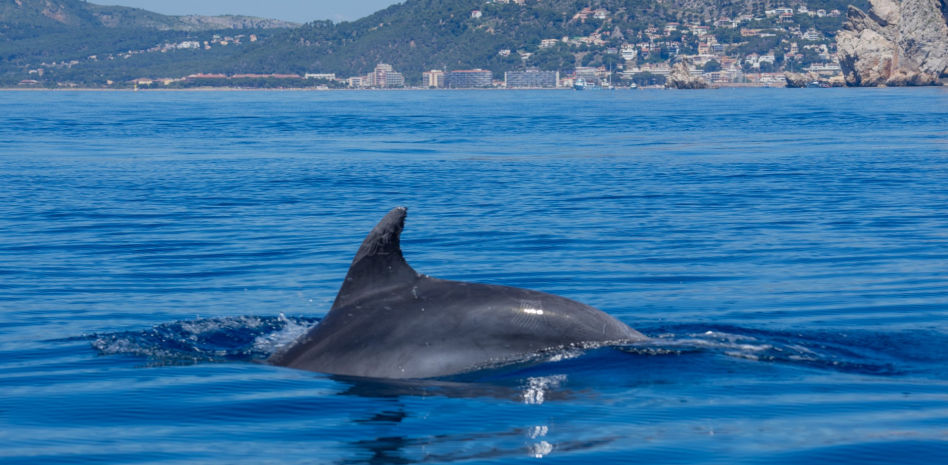 Espectacular avistamiento de un grupo de delfines en las islas Medes