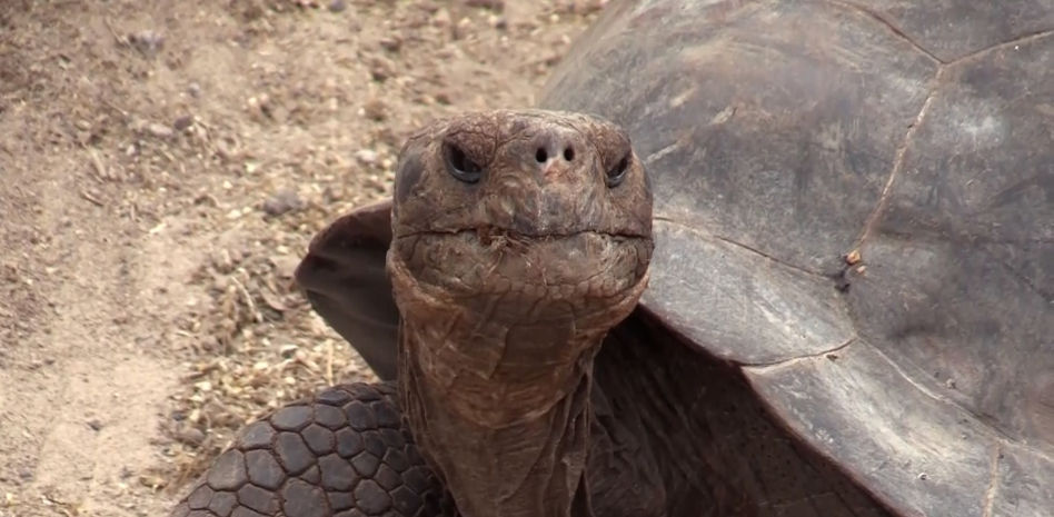 Ya son 9.500 las tortugas gigantes terrestres que habitan las Islas Galápagos