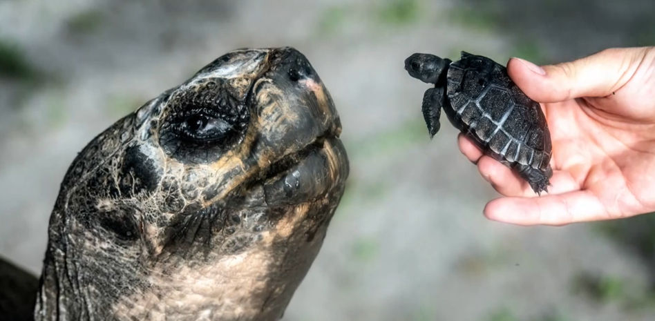 Una tortuga se convierte por primera vez en padre a sus 134 años