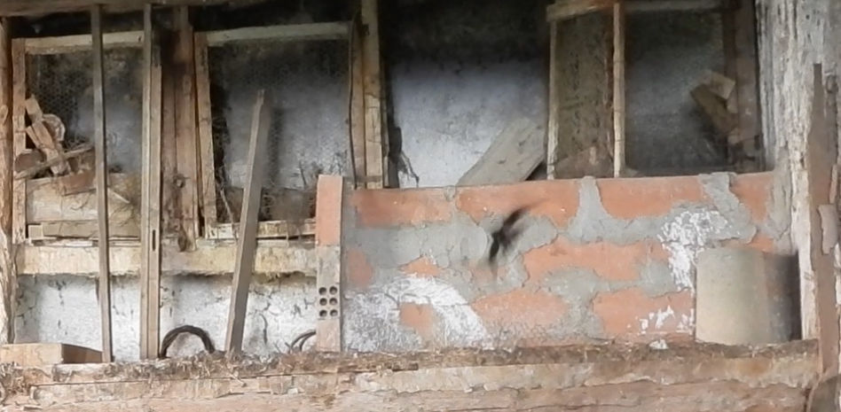 Las golondrinas 'okupas' de la ola de calor