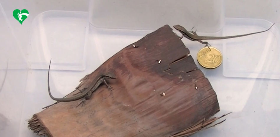 Nacen 52 lagartijas de una rara especie en peligro de extinción en el Bioparco de Roma