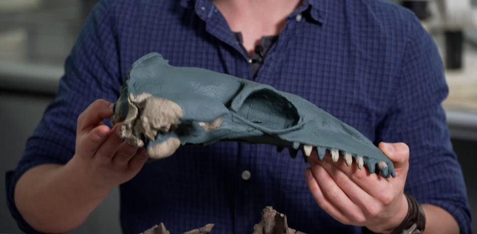 Descubren una ballena extinta con dientes afilados y ojos del tamaño de pelotas de tenis