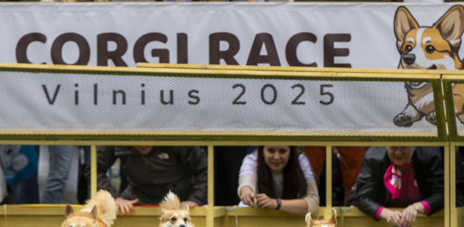 Las divertidas carreras de corgis de la Corgi Race Vilnius 2025