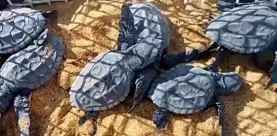 Nacen 40 tortugas bobas de un nido trasladado a la playa de Calblanque, en Murcia