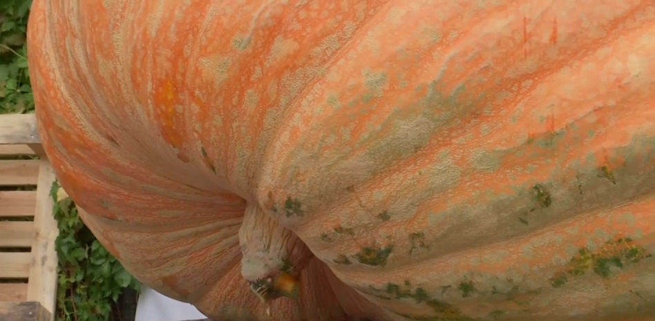 Un agricultor ruso cultiva una calabaza gigante que pesa casi una tonelada métrica