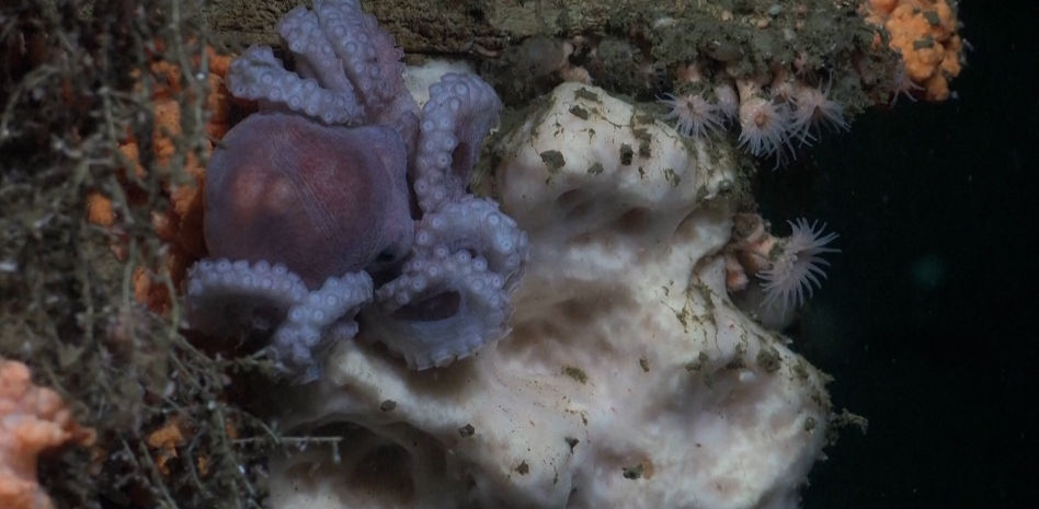 Científicos descubren vida marina a 4000 pies de profundidad en el océano frente a las costas de Uruguay