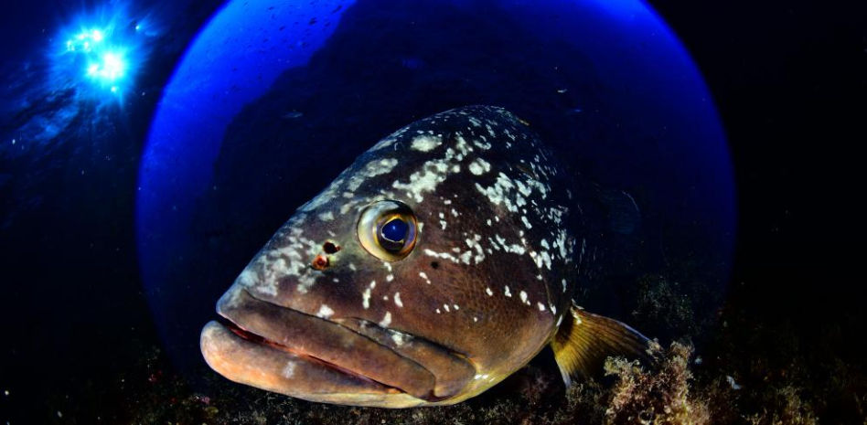 Las Medas, el magnífico escenario de la cita anual de la fotografía submarina