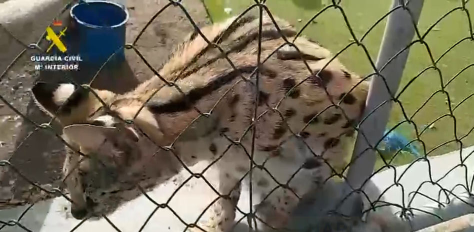 Tres investigados en Las Palmas de Gran Canaria por tener cinco felinos salvajes africanos