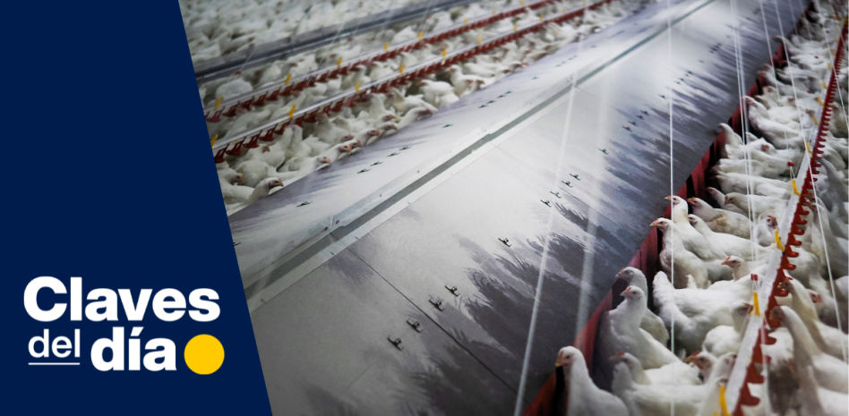 Claves del día | El encarecimiento de los huevos: más allá de la gripe aviar, el verdadero factor oculto