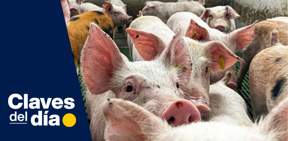 Claves del día | Peste porcina: sin ningún riesgo para humanos