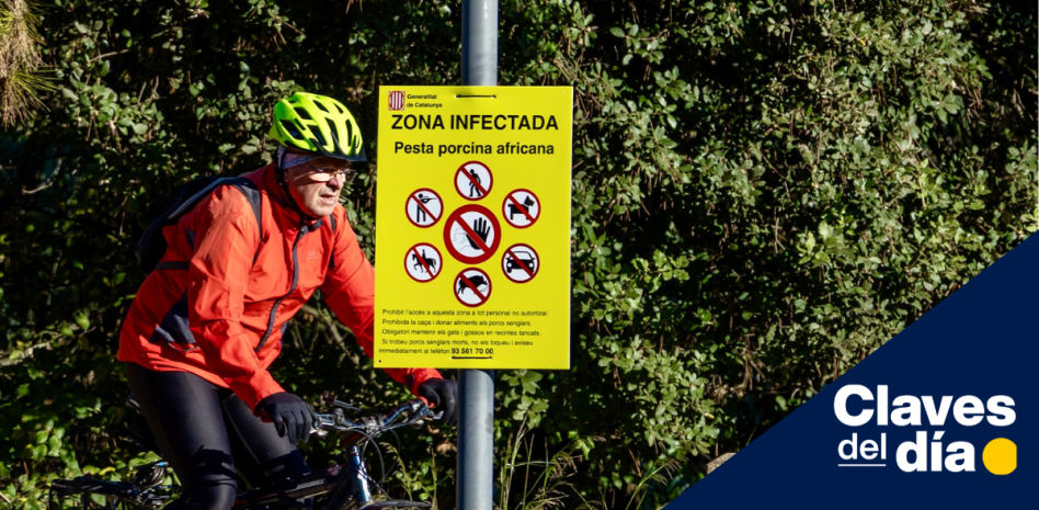 “No hay peligro de contagio humano por la peste porcina africana”