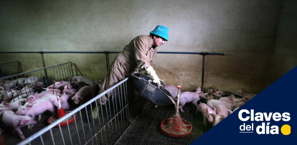 “Descontrol de la Administración agrava la plaga de jabalíes y pone en riesgo el sector porcino”