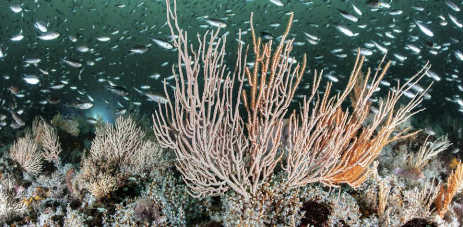 José Luis García protagoniza la 24ª edición del ciclo SOS-tenibilidad dedicada a los océanos