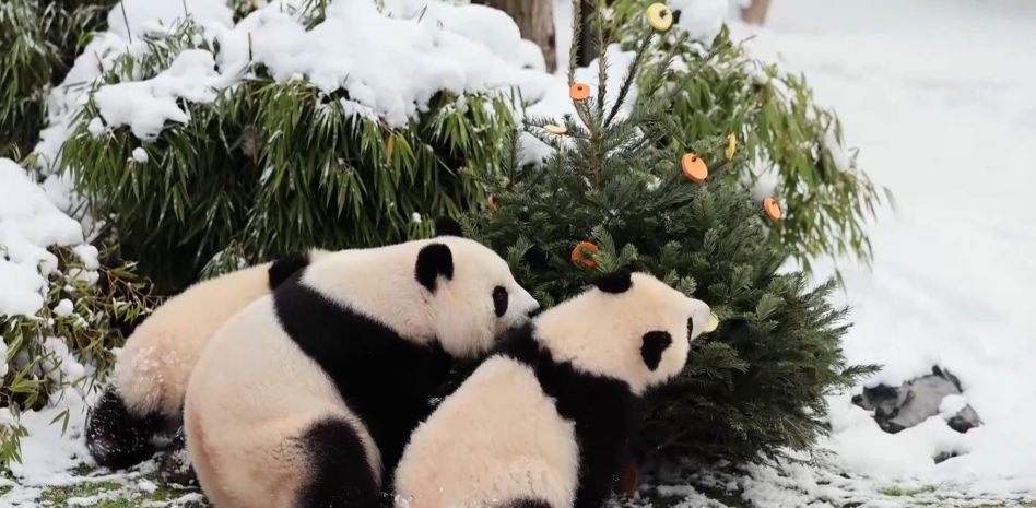 El zoo de Berlín recicla los árboles de Navidad y los sirve a sus animales