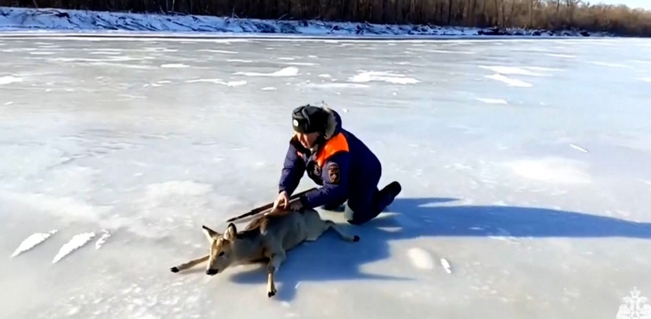 Rescatan a un ciervo atrapado en un río congelado en Rusia