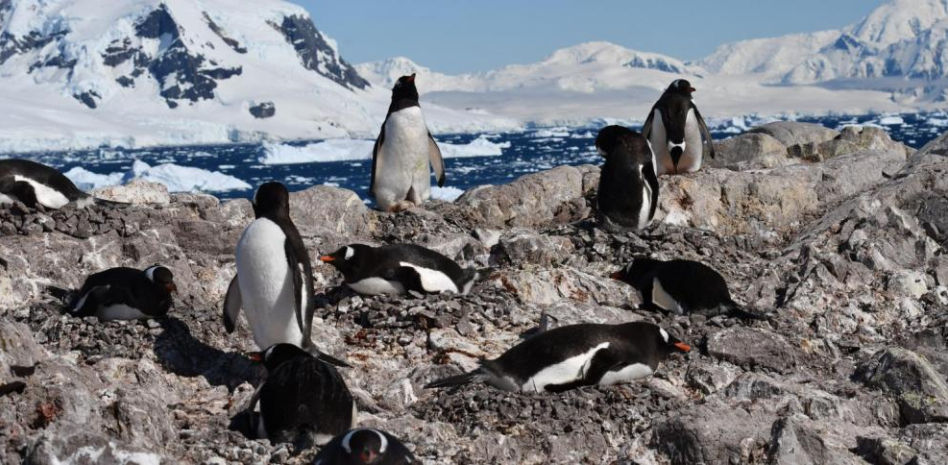 Los pingüinos adelantan su reproducción dos semanas por década debido al calentamiento global
