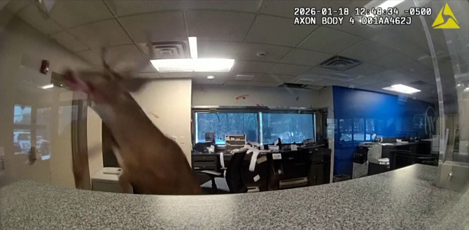 La policía rescata a un ciervo atrapado dentro de un banco en Long Island