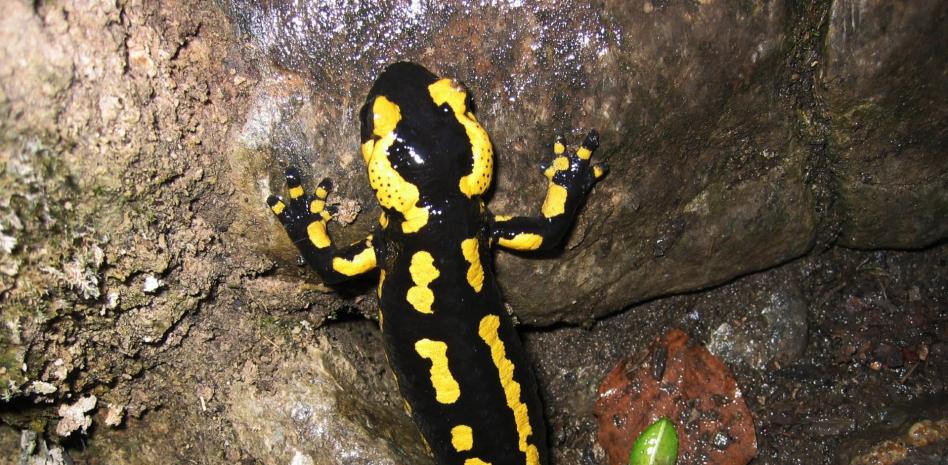 FotoDocs: La fauna del río Fluvià en Olot