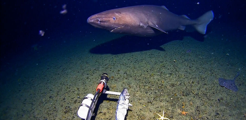 Sorpresa en la Antártida: graban por primera vez a un tiburón en sus aguas
