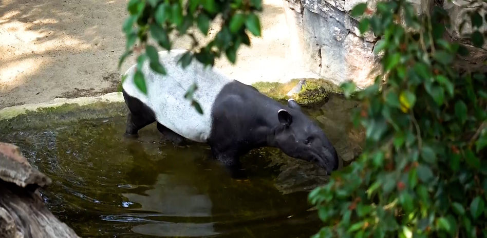 Fallece Rawa, la madre de la única cría de tapir malayo nacida en España