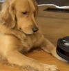 La tensa trobada entre un golden retriever i el robot aspirador de casa seva: “Comença per l'origen del problema”
