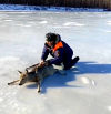 Rescatan a un ciervo atrapado en un río congelado en Rusia