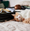 Las claves para decidir si viajas con tu gato o lo dejas en casa estas vacaciones de Semana Santa