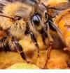 Millones de abejas confinadas en Australia ante la aparición del temido ácaro 'Varroa destructor'