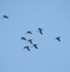 El espectáculo de la migración de las grullas