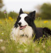 Border Collie: carácter, origen y todo lo que tienes que saber de esta raza de perro
