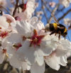 El festín de los insectos en los almendros