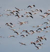 Multitudinario vuelo de los flamencos del Ebro