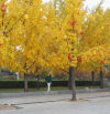 El otoño de Beijing