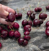 Cerezas dobles y deformes: un fenómeno que llega al mercado y tiene explicación científica