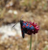 La mariposa con vestido flamenco