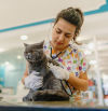 “Es duro recoger a un gato que has cuidado porque un coche lo ha atropellado, pero lo peor es la espera, no saber qué hacer con el cuerpo porque no hay protocolos”: el sacrificio de veterinarios y voluntarios que ayudan a los felinos comunitarios
