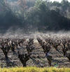 La niebla de las viñas invernales