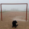 El perro portero entre la niebla