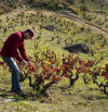 ‘Vinyes i Boscos’ impulsará la recuperación de viñedos para reactivar la economía local en la Serralada Litoral