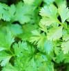 Cilantro: qué es, propiedades, beneficios y valor nutricional de esta hierba aromática