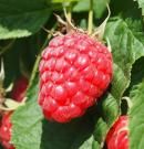 Frambuesa: estos son sus beneficios, propiedades y valor nutricional