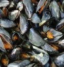 Mejillón: valor nutricional, beneficios y propiedades de una joya gastronómica