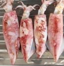 Calamar: descubre sus beneficios, propiedades y valor nutricional