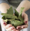 Laurel: propiedades y beneficios de estas hojas
