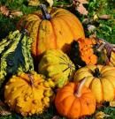 Calabaza: descubre sus propiedades, beneficios y valor nutricional