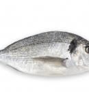 Besugo: conoce sus propiedades, beneficios y valor nutricional