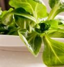 Canónigos: valor nutricional, beneficios y propiedades