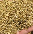 Mijo: descubre sus propiedades, beneficios y valor nutricional