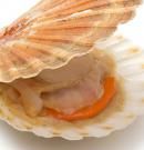 Vieiras: propiedades, beneficios y valor nutricional