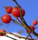 Escaramujo: propiedades,beneficios y principios activos